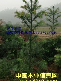 �c���鿴��������ɼ��Ŵ�DƬ