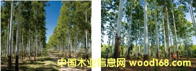 玫瑰木的詳細介紹