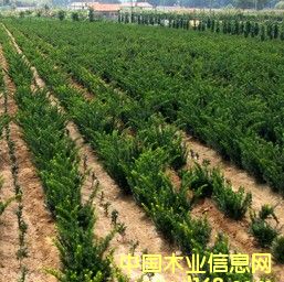 �t��ɼ���Ԕ����B