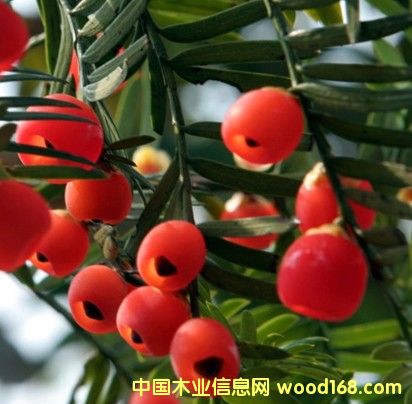 ���؁��t��ɼ��Ԕ����B