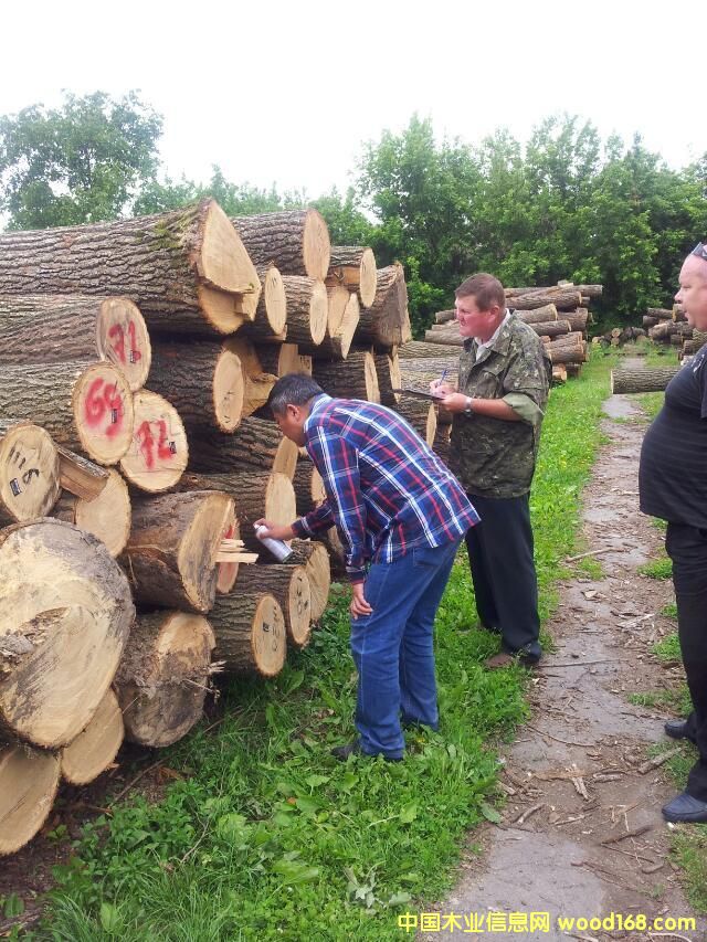 橡木的詳細介紹