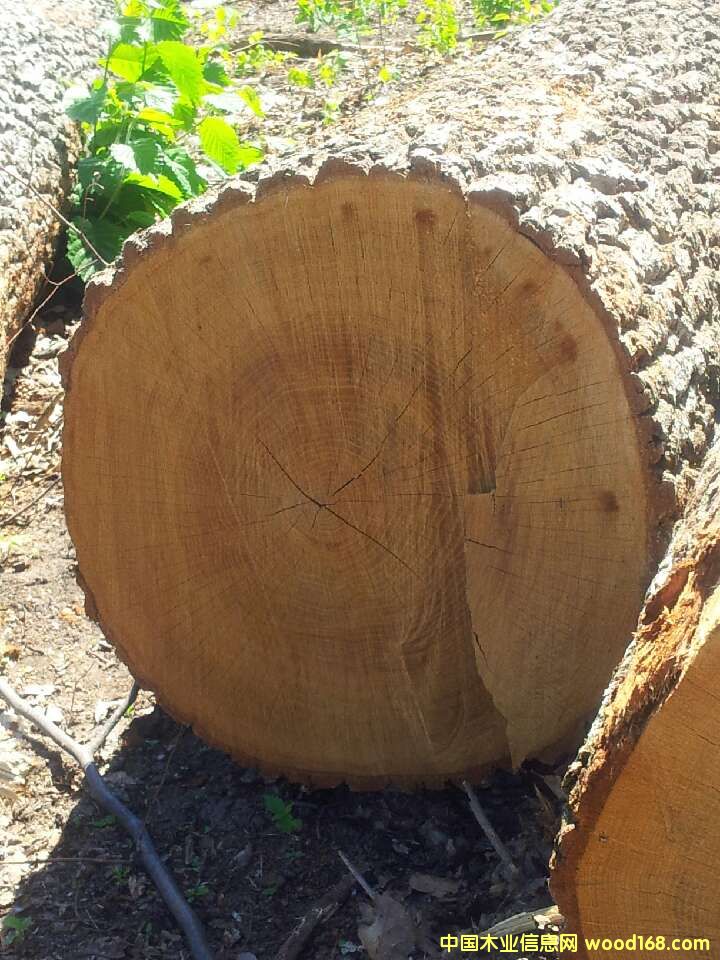 橡木的詳細介紹