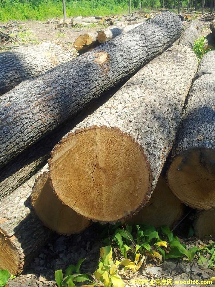 橡木的詳細介紹