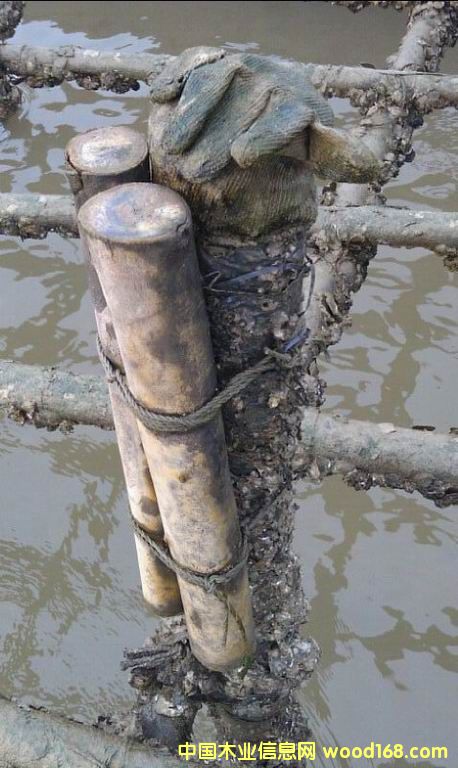 ��ϖ�x��ˮ�Bֳľ��