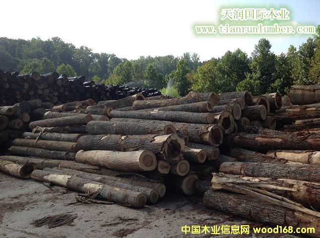 ԭľ����--׌�҂���ʰ��@ľ�������Ԕ��(x��)��B