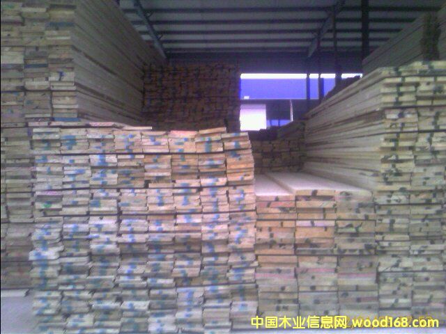 白松的詳細介紹