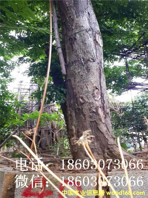 Խ���S�����Ԕ����B