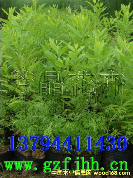 �c���鿴̴���� ӡ��̴���� ̴�������༼�g�Ŵ�DƬ