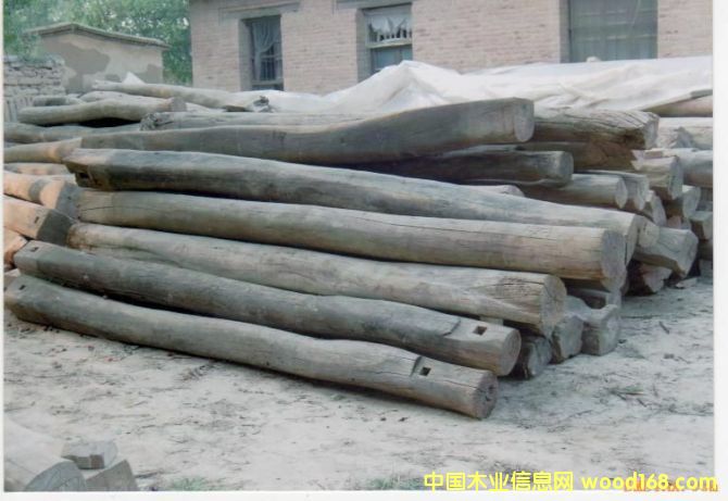 老榆木的詳細(xì)介紹