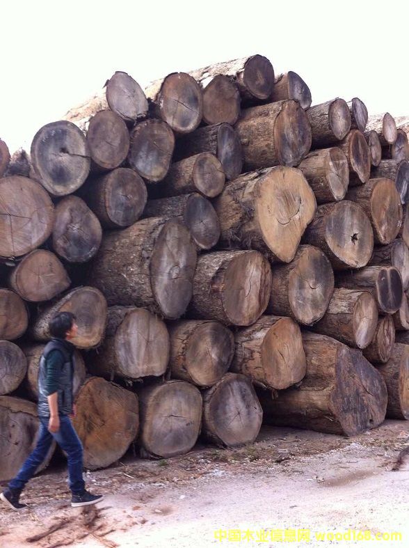 ������ľ��Ԕ����B