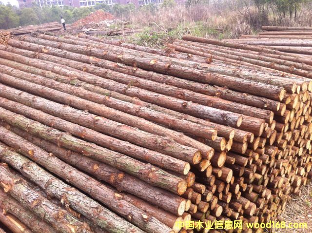 杉原木的詳細介紹