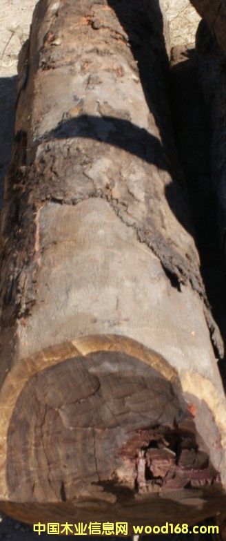 Ѫ̴��Ԕ����B