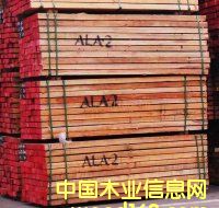 柳桉木的詳細介紹