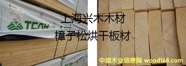 樟子松的詳細介紹