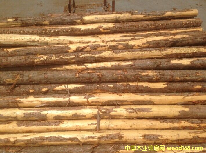柳杉原木的詳細介紹