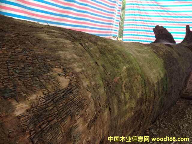 ���۽�z骴��ľ