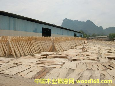 ���ֹ�ɭľ�I