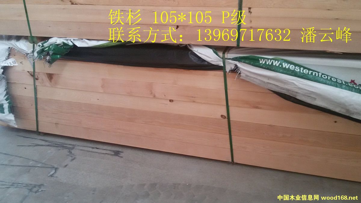 鐵杉的詳細介紹