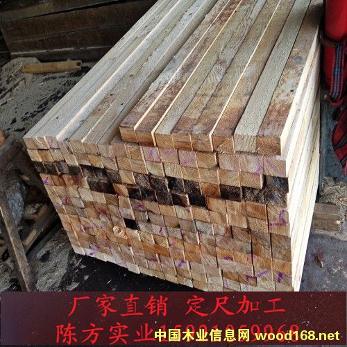 鐵杉的詳細介紹