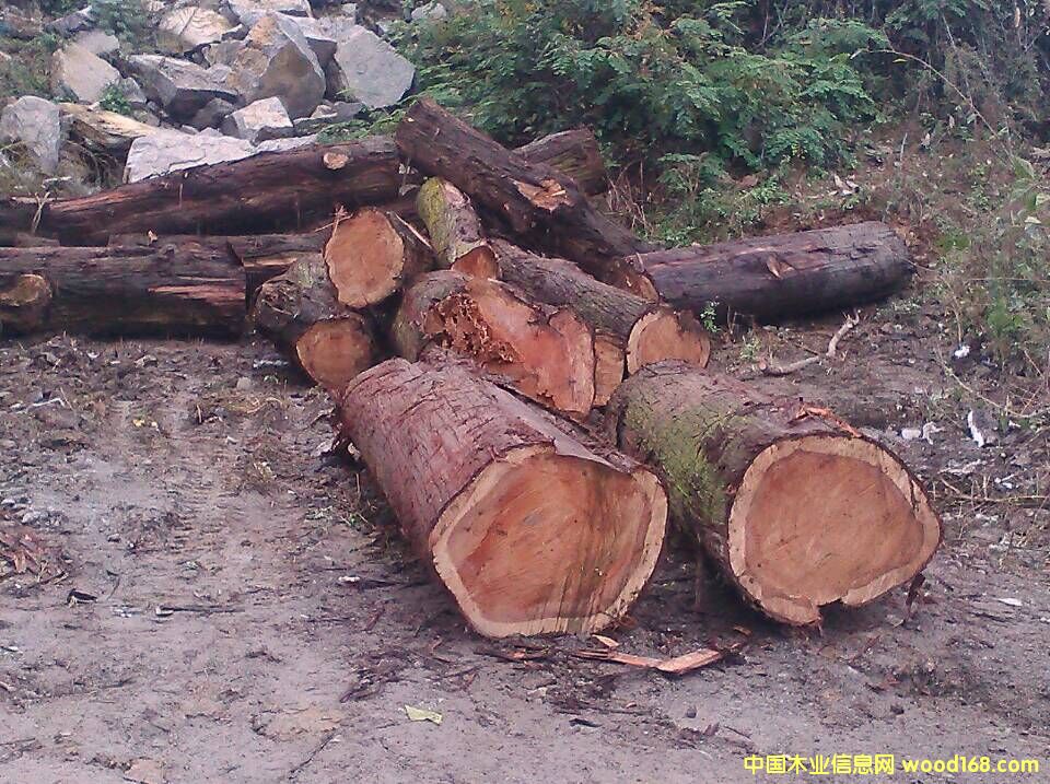 ��ľ��Ԕ����B