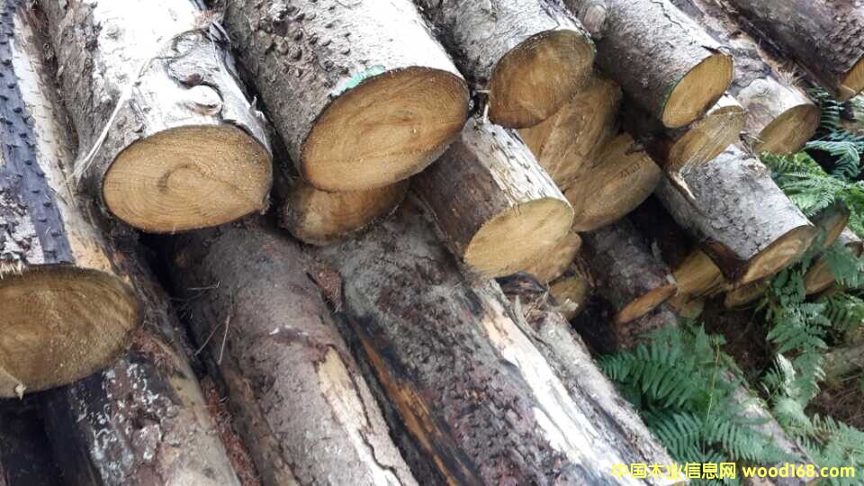 ��ɼԭľ��Ԕ����B