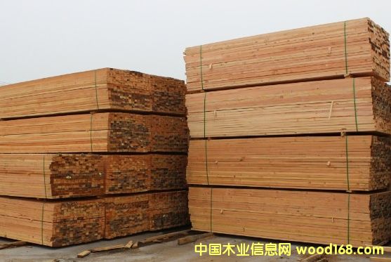 花旗松的詳細介紹