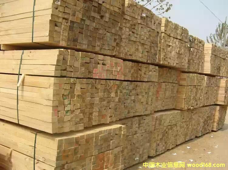 輻射松的詳細介紹