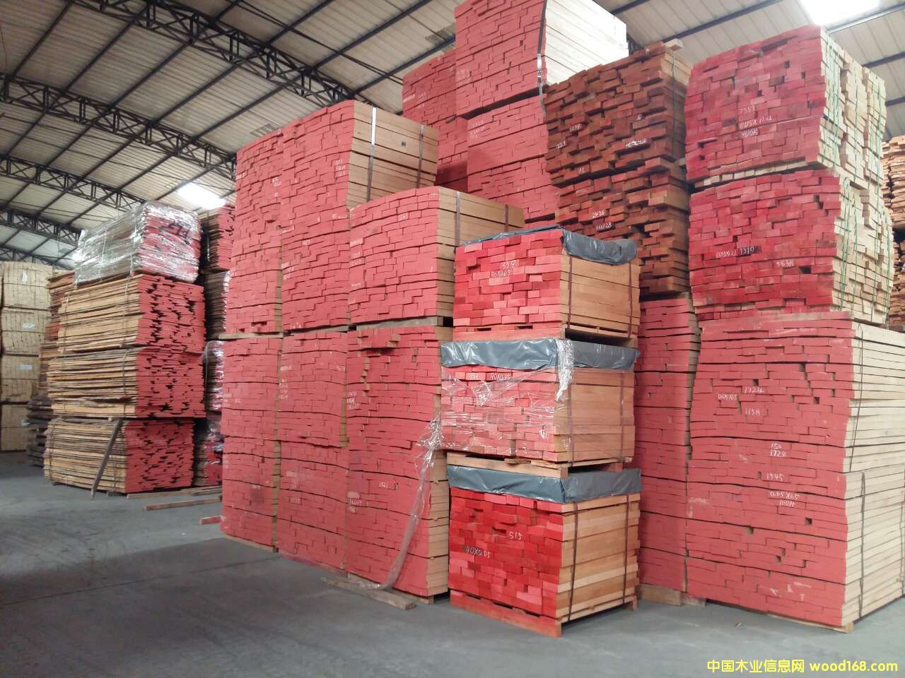 歐洲櫸木的詳細介紹