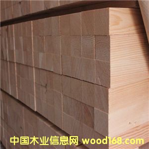 樟子松的詳細介紹