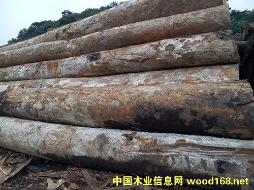 綠柄桑的詳細介紹