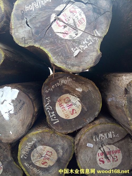 柚木王的詳細介紹