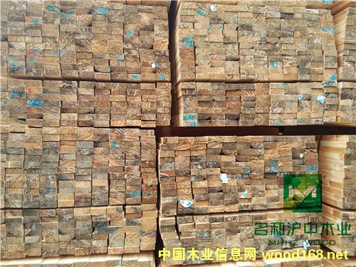 輻射松的詳細(xì)介紹