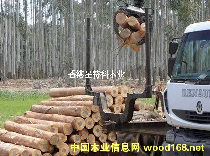 桉木的詳細介紹