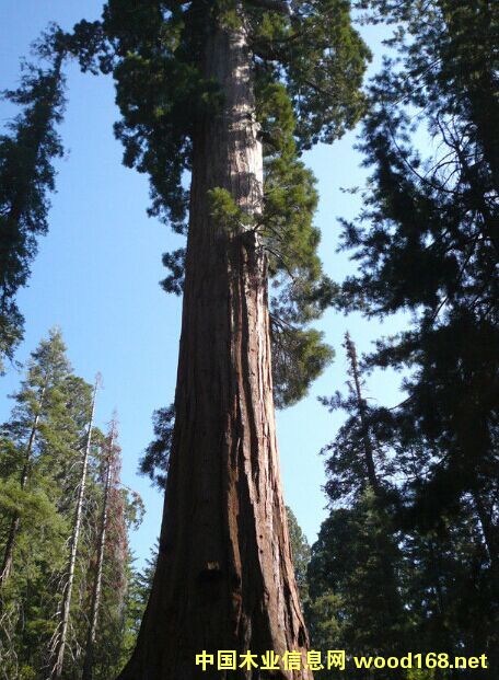 ���l(f��)��(gu��)��(n��i)�tɼԭľ