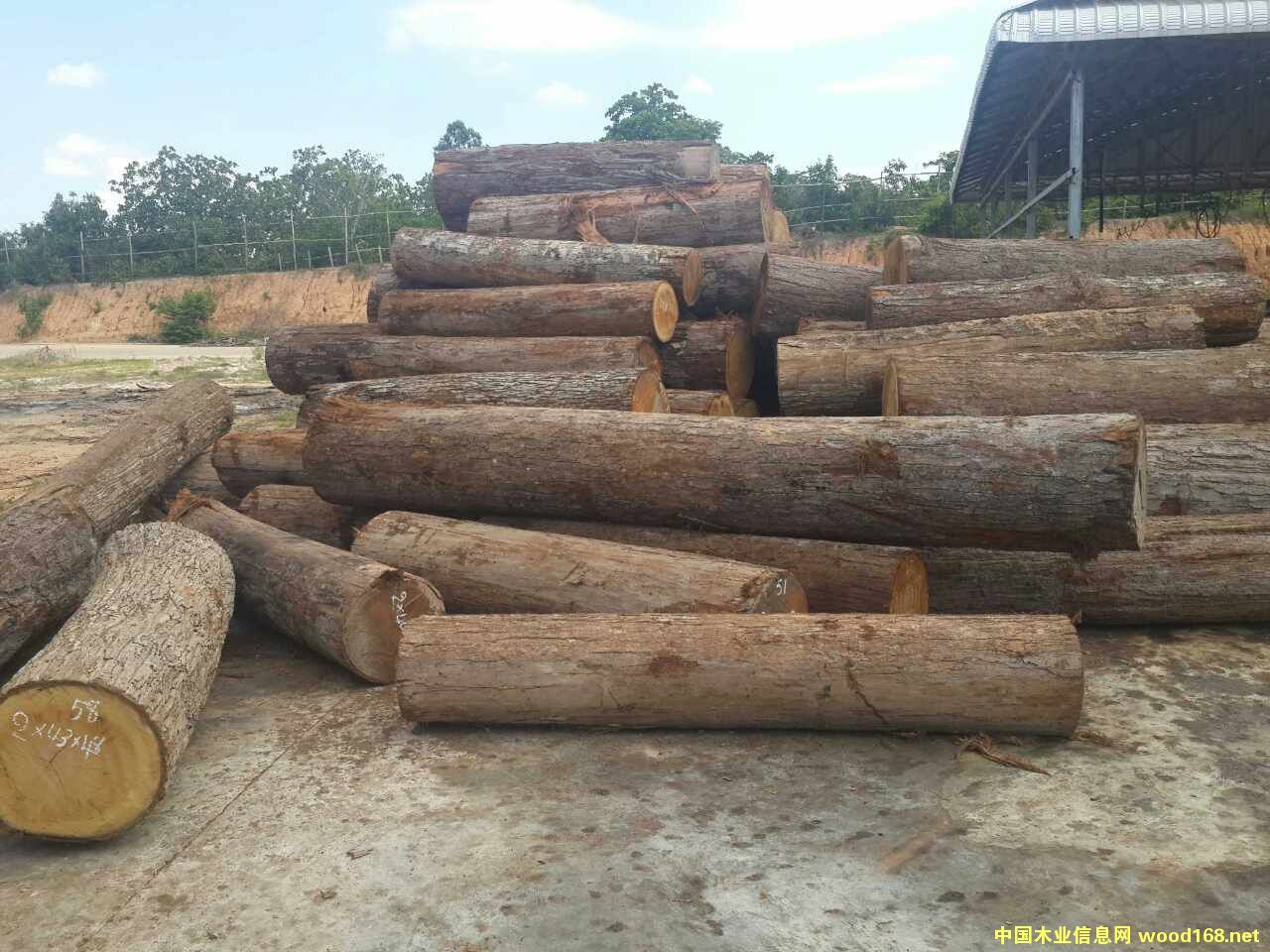 ɭ��ľ�sľ��Ԕ����B