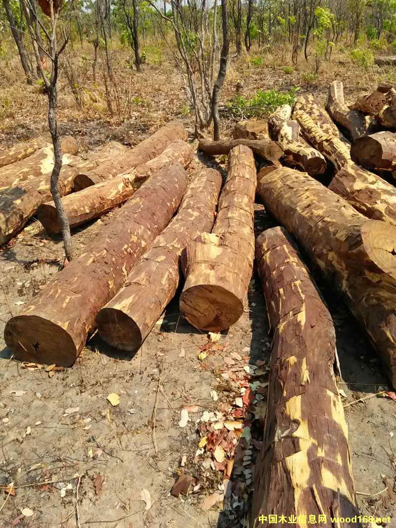 ZAMWINA ��̴ľ��Ԕ����B