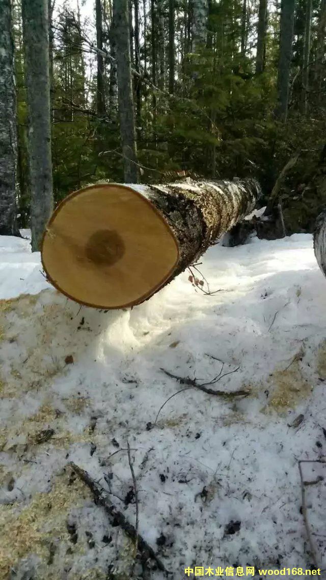 ���_˹��Ƥ��ľ��Ԕ����B