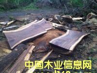 黃檀的詳細介紹