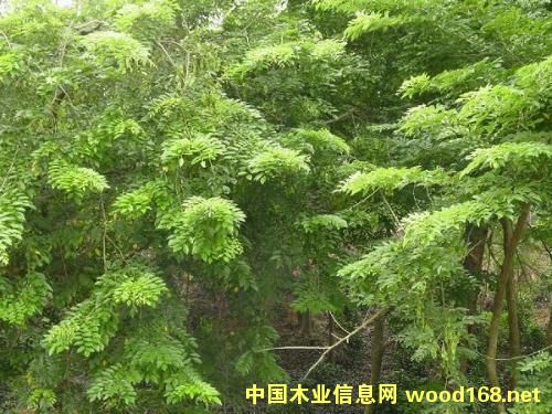 ���p��{3���g�·Nֲӡ����̴,�����S̴�Ș�N1410�f��