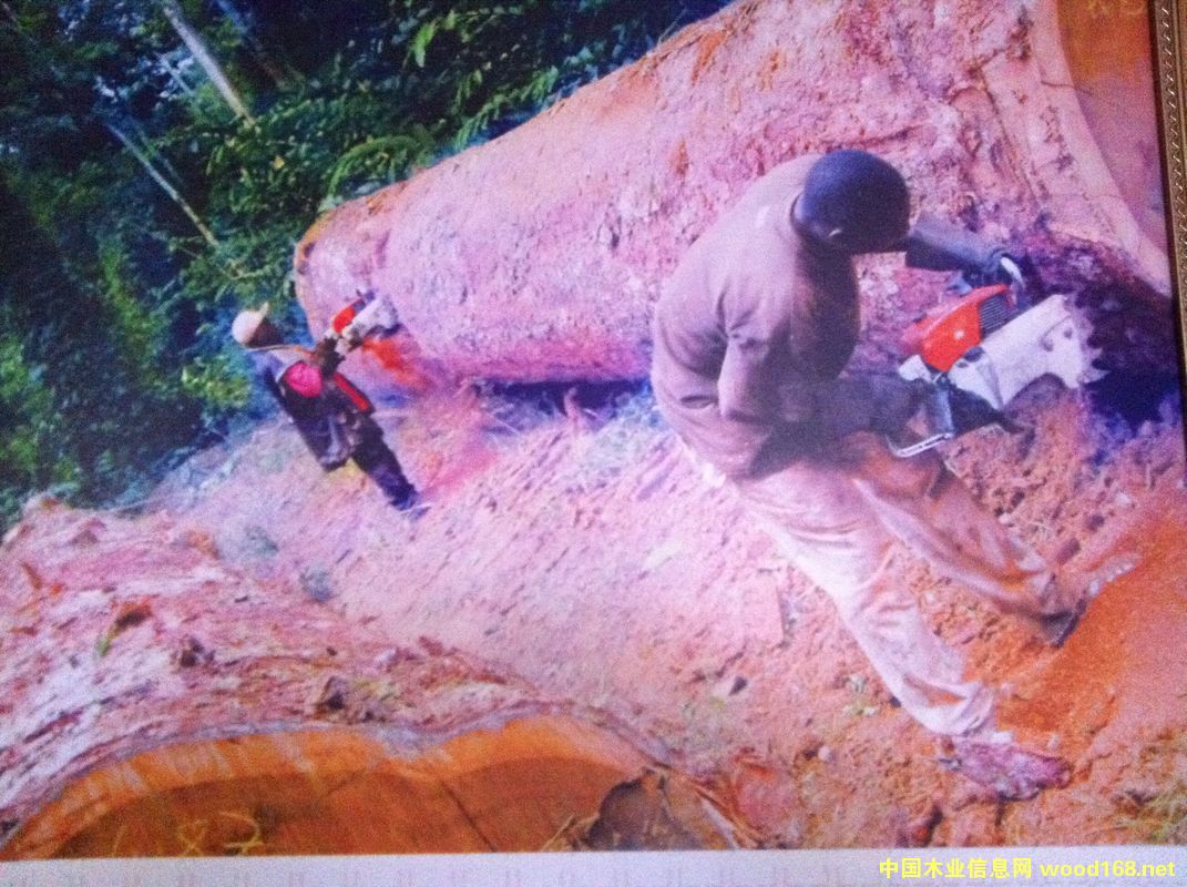 ����ľ�Ĵ�����I(y��)Ѳҕ֮---�����(gu��)��ľ�Ĺ�˾SNBG