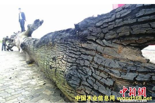 �Ĵ��l(f��)�F(xi��n)���͞�ľ�������_(d��)15�� �Ҟ�ľ��α��Q��|����ľ