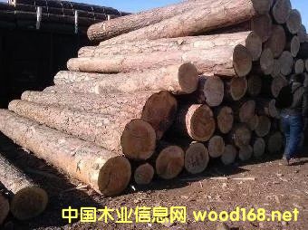 樟子松的詳細介紹