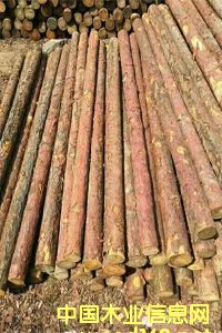 ���~�ə_�l����ľ���ӹ���