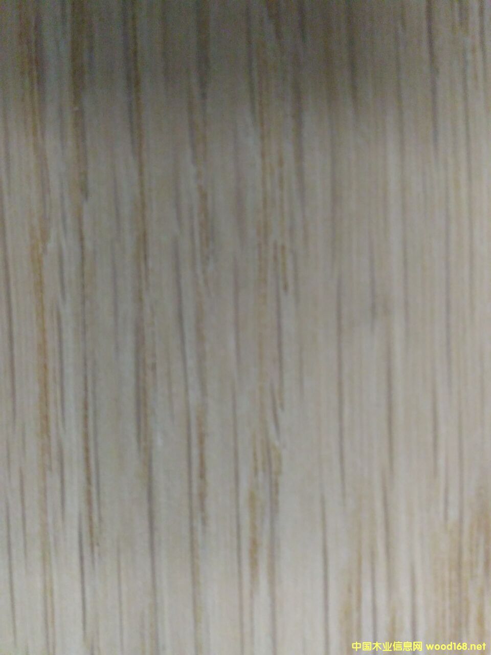 白橡木的詳細(xì)介紹