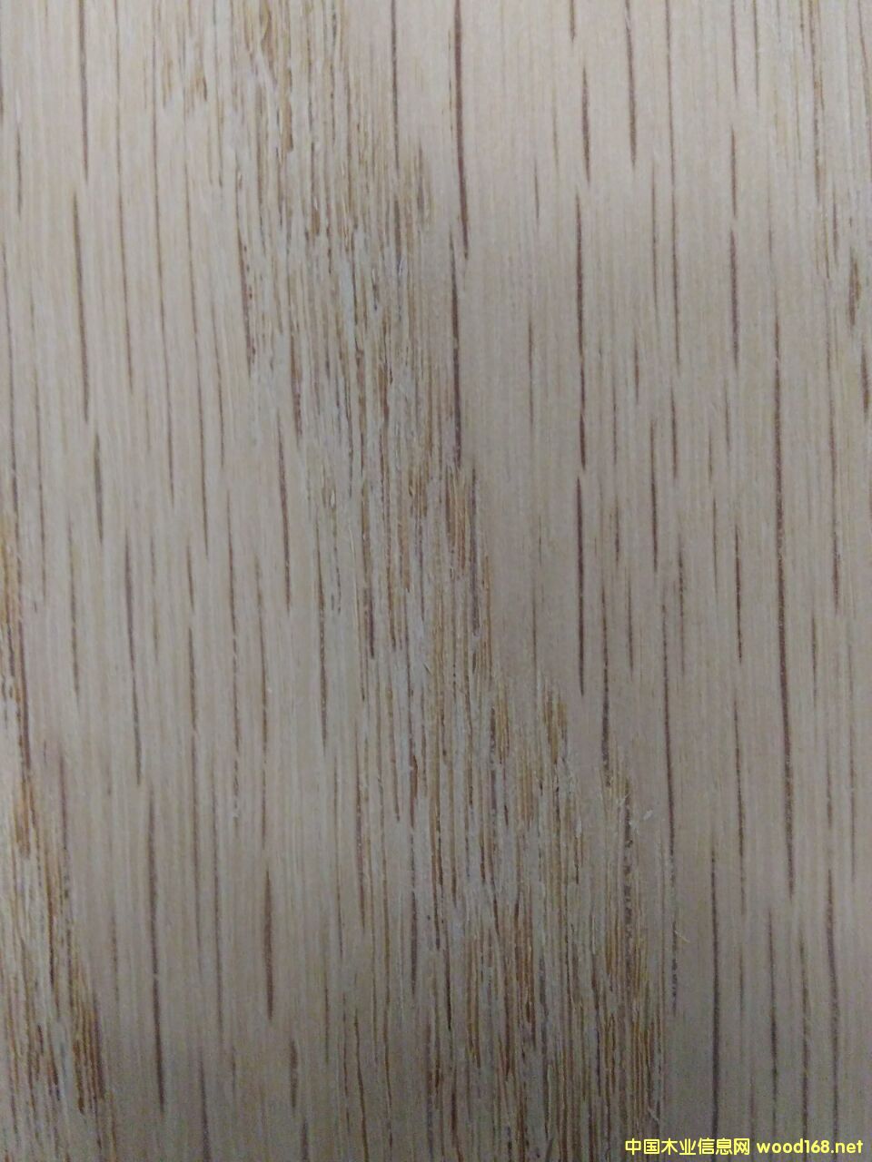 紅橡木的詳細(xì)介紹