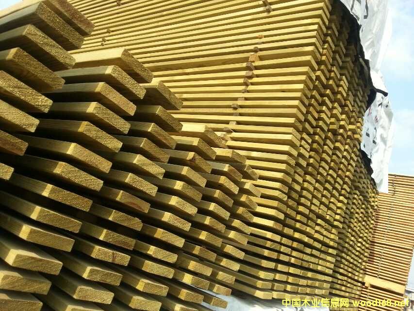 赤松的詳細(xì)介紹