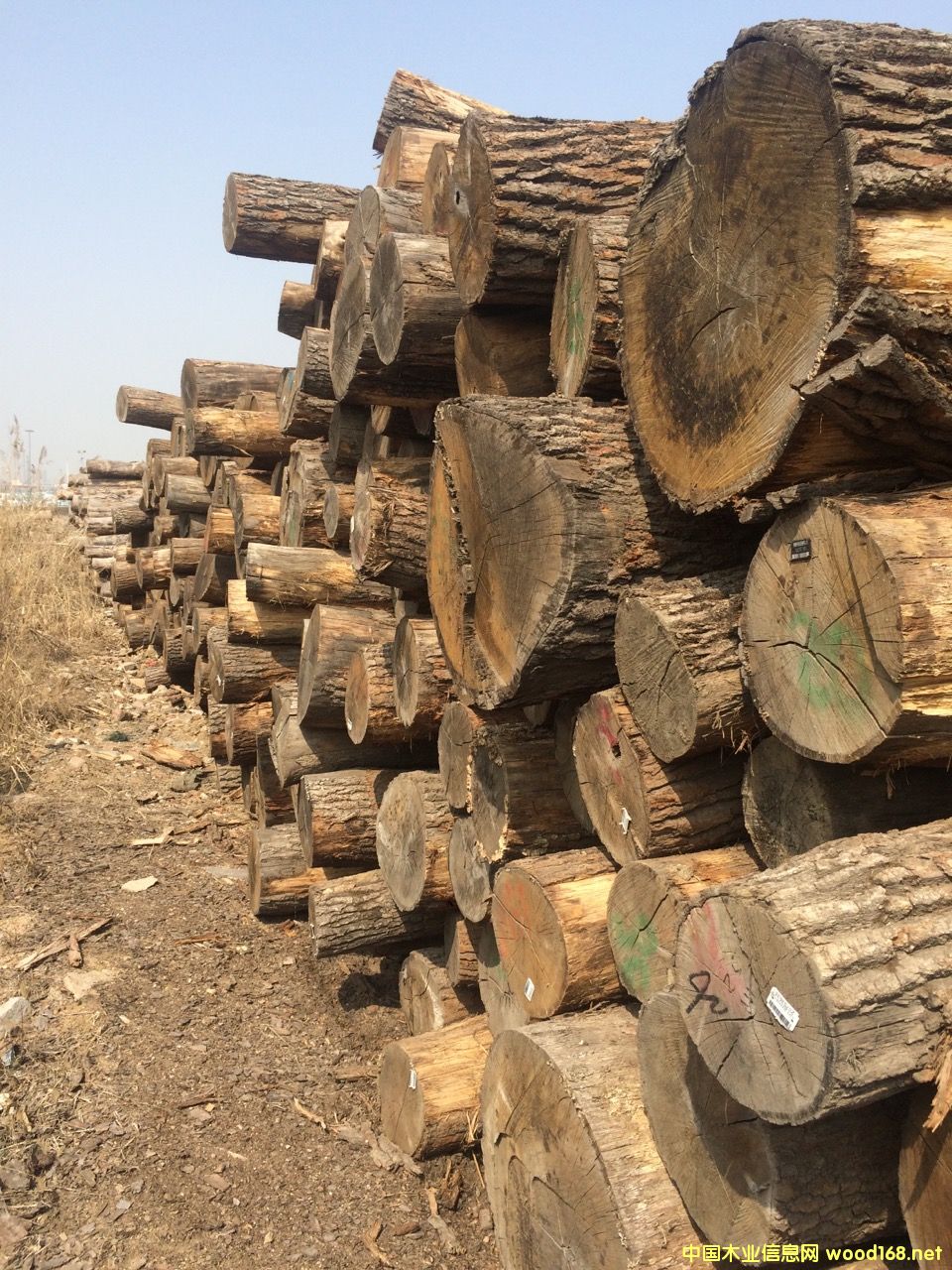 歐洲橡木的詳細介紹