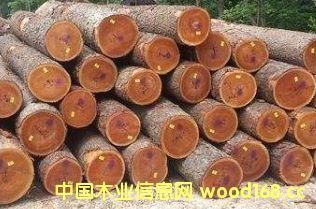 ��������ľ