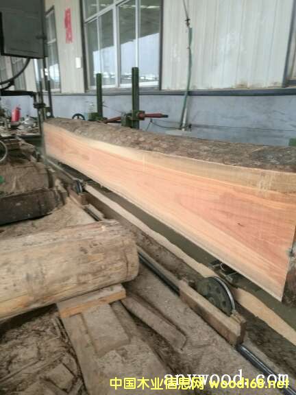 玫瑰木的詳細介紹