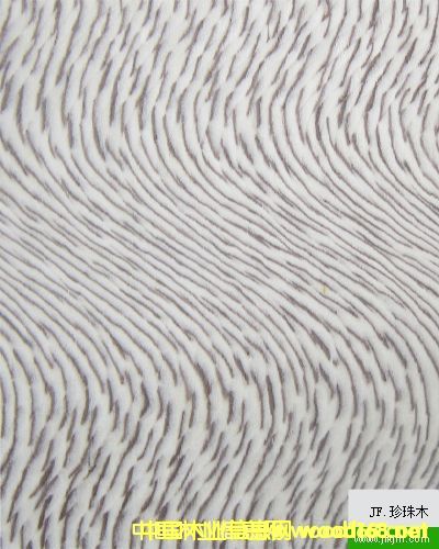 �����Ƽ�ľ